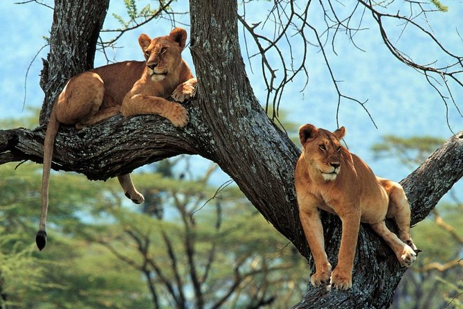5 Days Serengeti Camping Safari - Camping, meals, and the human side of the trip