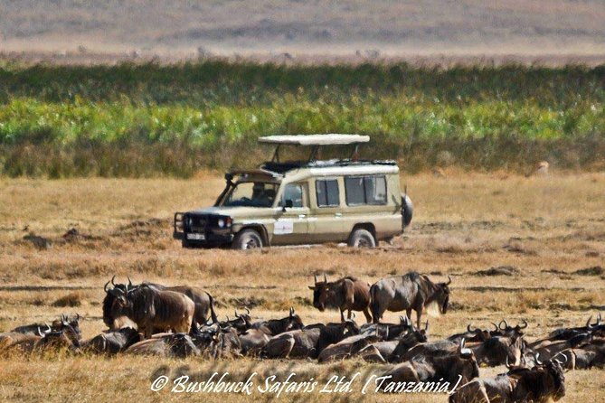 5 Days Serengeti Camping Safari - Who will enjoy this five-day safari?