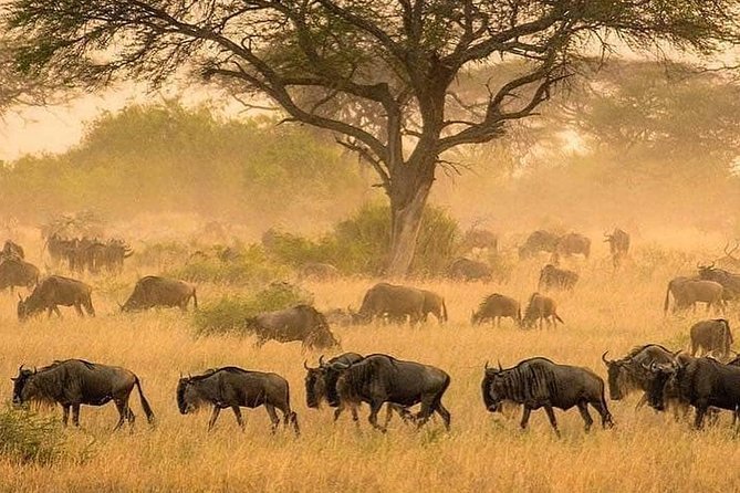 5 days serengeti, ngorongoro, tarangire & manyara lodge tour - Why this northern Tanzania route works