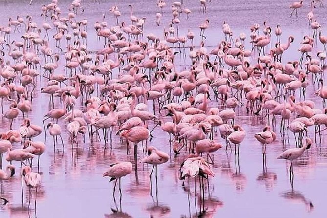 5 days serengeti, ngorongoro, tarangire & manyara lodge tour - Guides can make or break the game drive