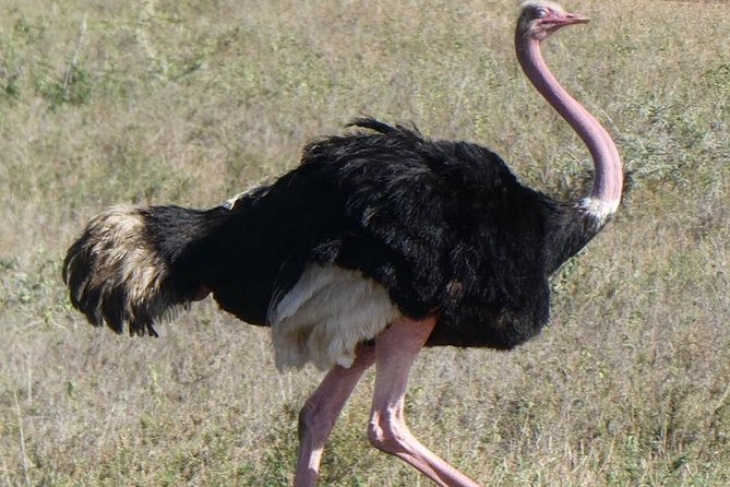 5 days Serengeti safari|Experience the great wildebeest migration - Why the migration is worth planning around