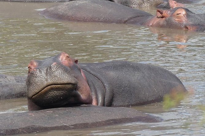 5 days Serengeti safari|Experience the great wildebeest migration - Day 3: A full day following the herds