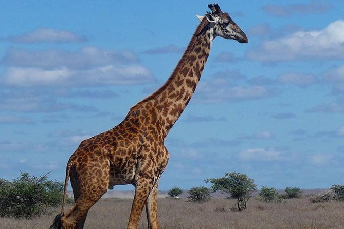 5 days Serengeti safari|Experience the great wildebeest migration - Day 4: One last Serengeti drive, then Ngorongoro