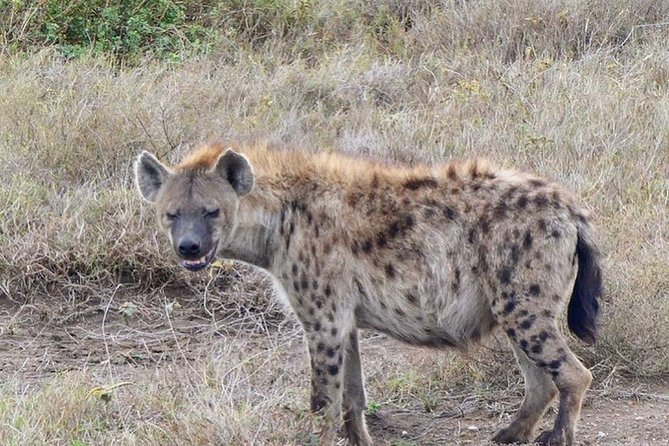 5 days Serengeti safari|Experience the great wildebeest migration - Is $3,000 per person good value?