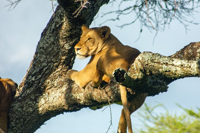 5 Days Tanzania Adventures Safaris - Day 4: Serengeti Predators and the Road to Ngorongoro
