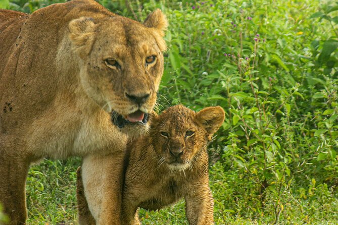5 Days Tanzania Adventures Safaris - Day 5: Ngorongoro Crater’s Concentrated Wildlife
