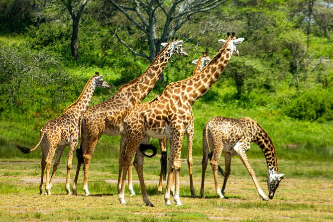 5 Days Tanzania Adventures Safaris - Guides, Group Style, and Day-to-Day Comfort