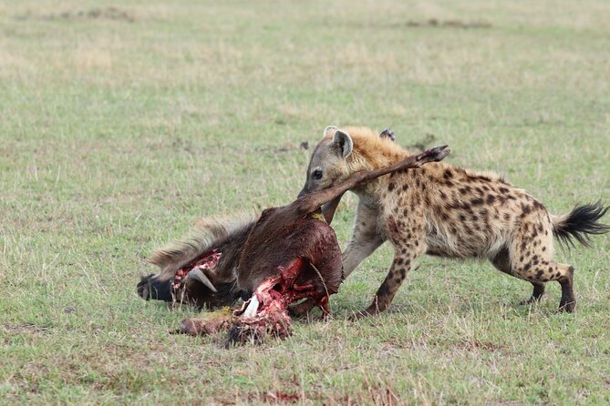 5 Days Tanzania Budget Camping Safari from Arusha - Day 5: Ngorongoro Crater and Lake Magadi