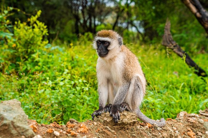 5 Days Tanzania Budget Camping Safari from Arusha - Camping, food, and the daily rhythm