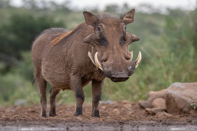 5 Days Tanzania Budget Camping Safari from Arusha - Is $1,100 good value?