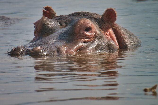 5 Days Tanzania Budget Camping Safari from Arusha - Day 2: Elephants and baobabs in Tarangire