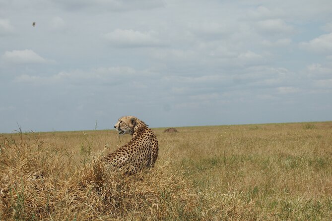 5 days Tanzania Camping Safari - Lake Manyara’s flamingos and tree-climbing lions