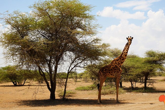 5 days Tanzania Camping Safari - Tarangire National Park and its elephant country