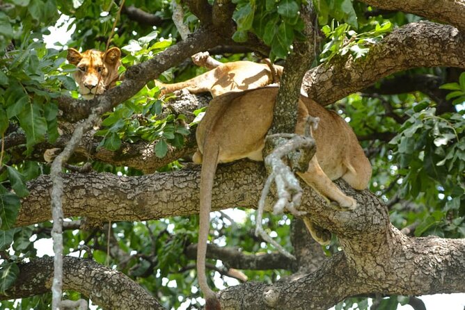 5 Days Tanzania Group Joining Safari, Tarangire/Serengeti/Ngorongoro Crater - Camping, meals, and the daily rhythm