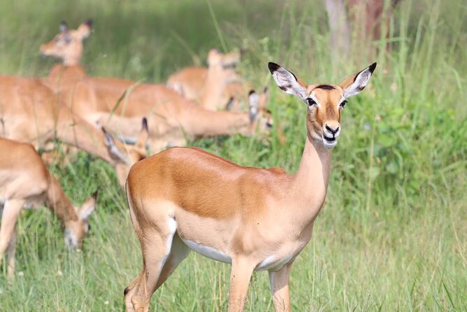 5 Days Tanzania Joining Safari with Pick Up Included Shared Tour - Day 3: Seronera and the Serengeti’s big cats