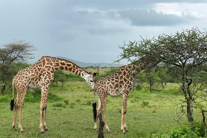 5 Days Tanzania Joining Safari with Pick Up Included Shared Tour - Day 4: Leaving the Serengeti for Ngorongoro