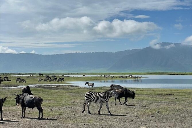 5 Days Tanzania Joining Safari with Pick Up Included Shared Tour - Day 5: An early descent into Ngorongoro Crater