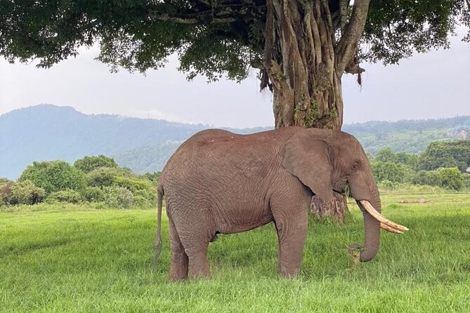 5 Days Tanzania Joining Safari with Pick Up Included Shared Tour - The guide and vehicle can make or break the trip