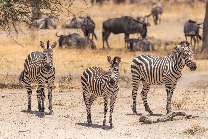 5 Days Tanzania Private Safari Tour - Key points to know before booking