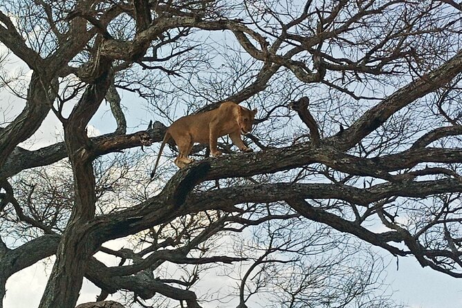 5 Days Tanzania Private Safari Tour - A smart first safari route from Arusha