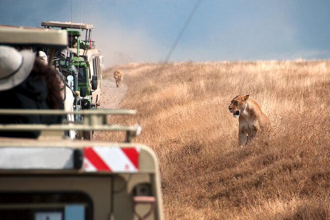 5 Days Tanzania's Wildlife Joint Safari. - Day 1: Tarangire brings elephants and an easy first game drive