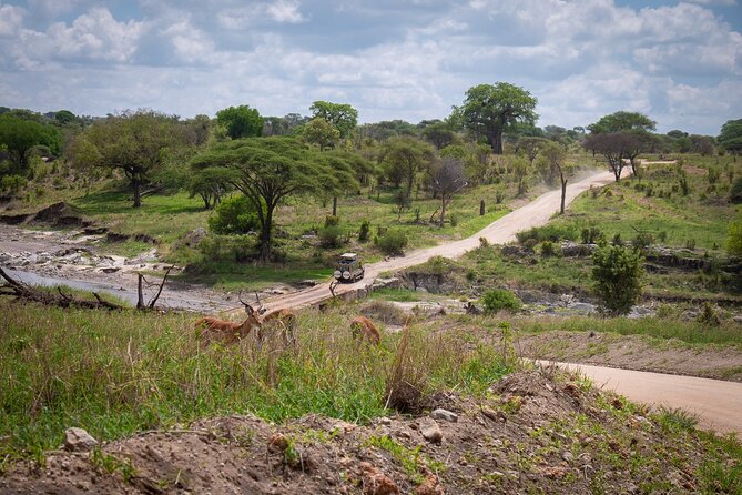 5 Days Tanzania's Wildlife Joint Safari. - Day 3: A full Serengeti morning before Ngorongoro