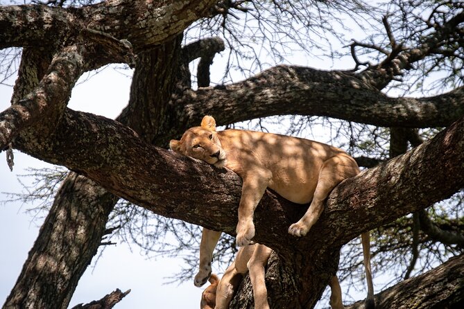 5 Days Tanzania's Wildlife Joint Safari. - Day 4: Ngorongoro Crater delivers a compact wildlife day