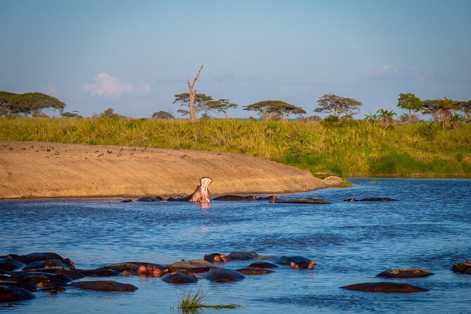 5 Days Tanzania's Wildlife Joint Safari. - Meals, camping, and the guide-led format