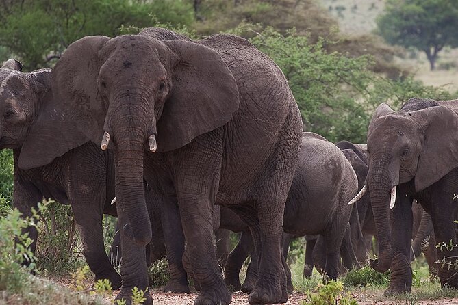 5 Days Tanzania's Wildlife Joint Safari. - Who should book this safari?