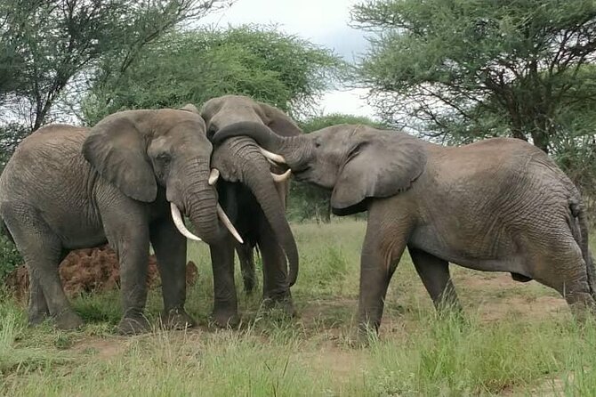 5 Days Tanzania's Wildlife Joint Safari. - Day 2: The long road to Serengeti