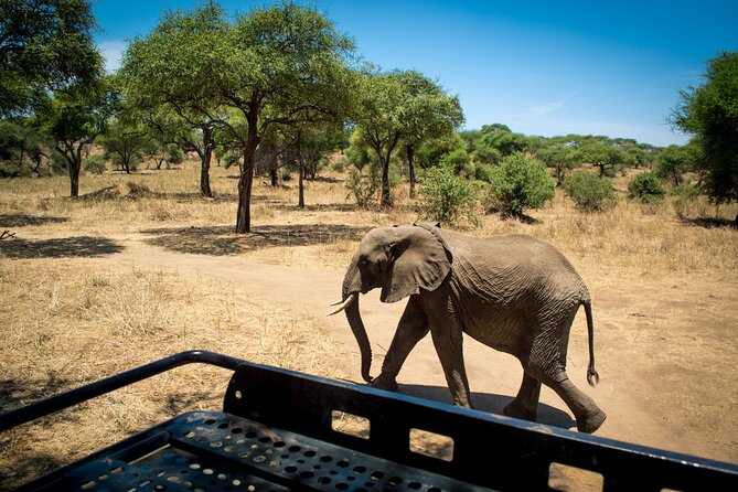 5 Days Tanzania Safari Great Wildebeest Migration - Key points to know before booking