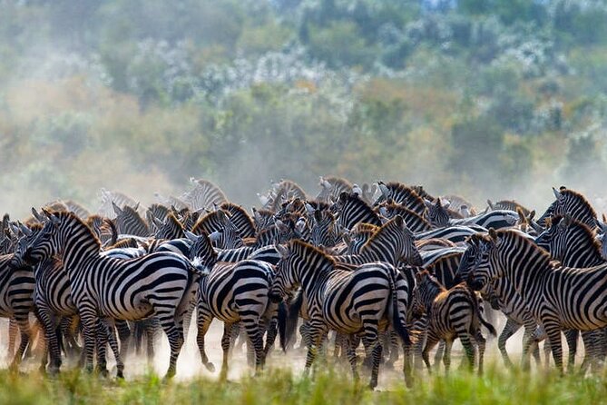 5 Days Tanzania Safari Great Wildebeest Migration - Day 5: Ngorongoro Crater and the return to Arusha