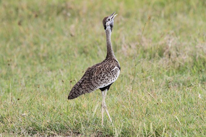 5 Days Tanzania Safari- Tarangire Np, Serengeti Np and Ngorongoro Crater - Day 5: Ngorongoro Crater before departure