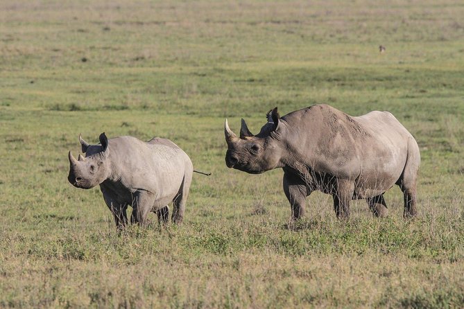5 Days Tanzania Safari- Tarangire Np, Serengeti Np and Ngorongoro Crater - Comfort camps, meals and the daily rhythm