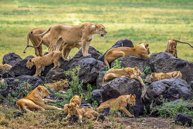 5 Days Tanzania Safari with Serengeti - Day 2: The long road from Mto wa Mbu to Serengeti