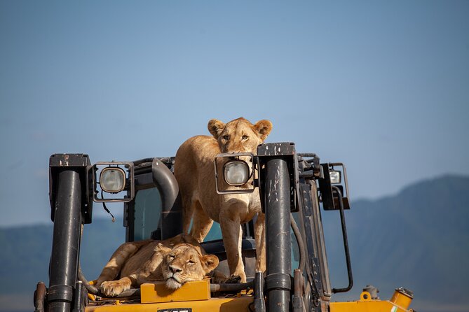 5 Days Tanzania Safaris Tarangire, Ngorongoro, and Serengeti. - Day three: a full day among Serengeti wildlife