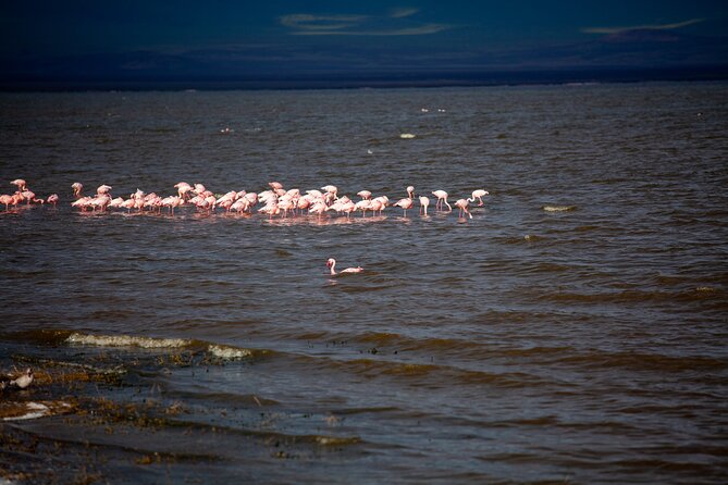 5 Days Tanzania Safaris Tarangire, Ngorongoro, and Serengeti. - The open-roof 4x4 and what it means on the road