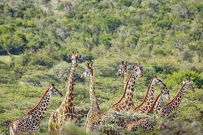 5 days Tanzania wilderness Camping tour. - Ngorongoro Crater, wildlife in a natural bowl