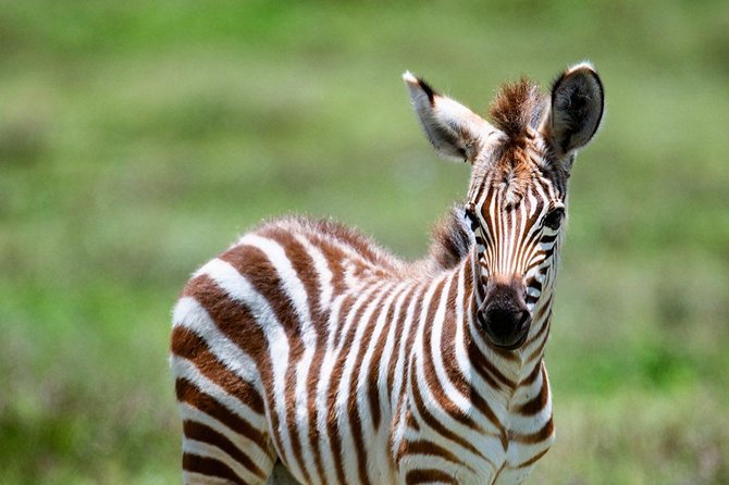 5 days Tanzania wilderness Camping tour. - Serengeti at full scale