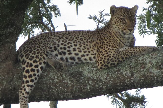 5 Days Tanzania Wildlife Safari Private Tour - Day 3: Descending into Ngorongoro Crater