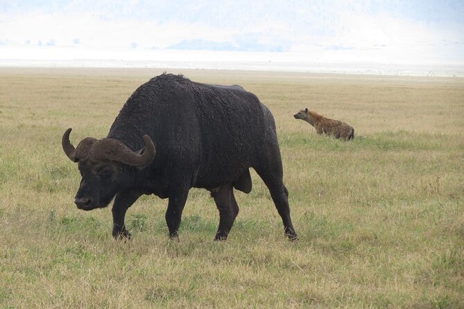 5 Days Tanzania Wildlife Safari Private Tour - Day 4: Elephants and baobabs in Tarangire
