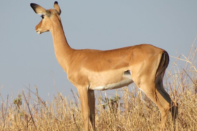 5 Days Tanzania Wildlife Safari Private Tour - Day 5: A simple finish in Arusha