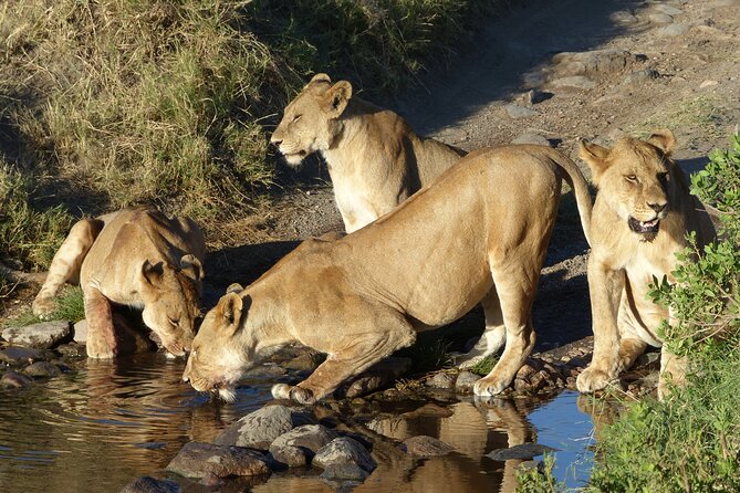 5 Days Tanzania Wildlife Safari Private Tour - Why the private guide matters here