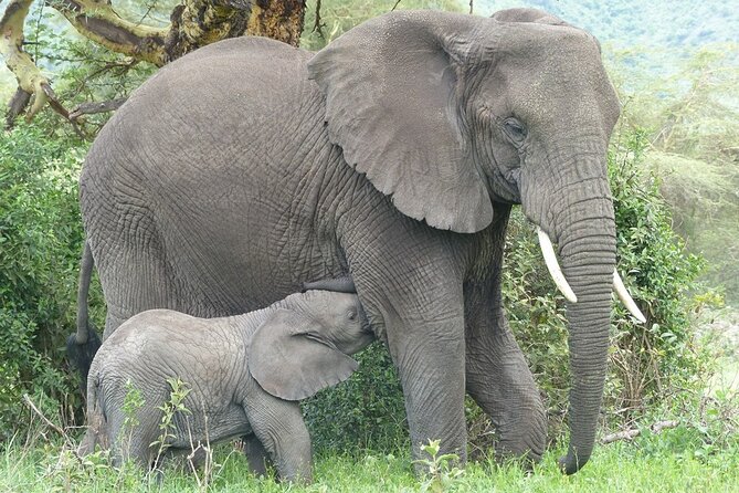 5 Days Tanzania Wildlife Safari Private Tour - Day 1: Arusha National Park and Mount Meru country