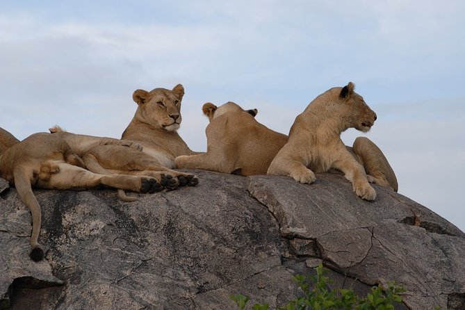 5 days Tarangire Serengeti and Ngorongoro Crater Tanzania - What this five-day safari actually covers