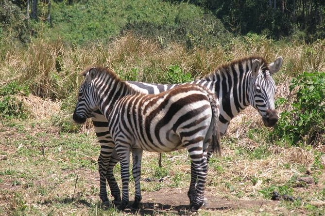 5 days Tarangire Serengeti and Ngorongoro Crater Tanzania - What the $1,250 price means in practice