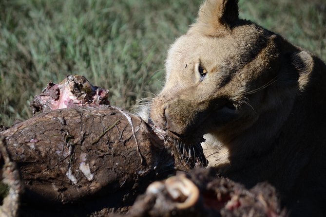 5 Days Tarangire ,Serengeti.Ngorongoro and Lake manyara - Day 1: Tarangire’s elephants and baobabs