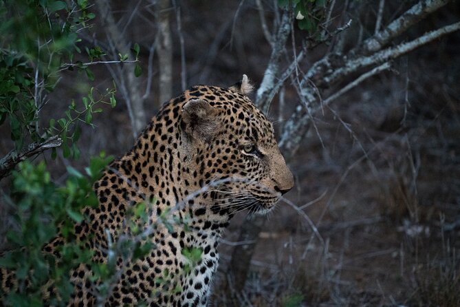 5-days Tarangire-Serengeti-Ngorongoro Safari - Three parks, three very different safari moods
