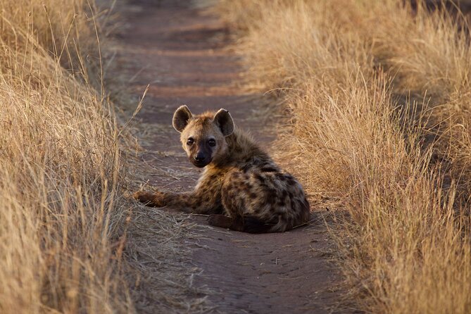 5-days Tarangire-Serengeti-Ngorongoro Safari - Day three: a full day on the Serengeti plains