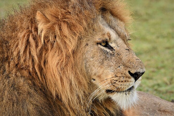 5-days Tarangire-Serengeti-Ngorongoro Safari - Food, guiding, and service
